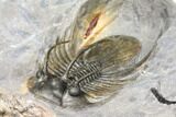 Spiny Kolihapeltis Trilobite - Top Quality Specimen #125222-1
